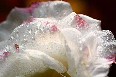 帝皇保佑 《战锤40K：星际战士2》首月销量为450万份